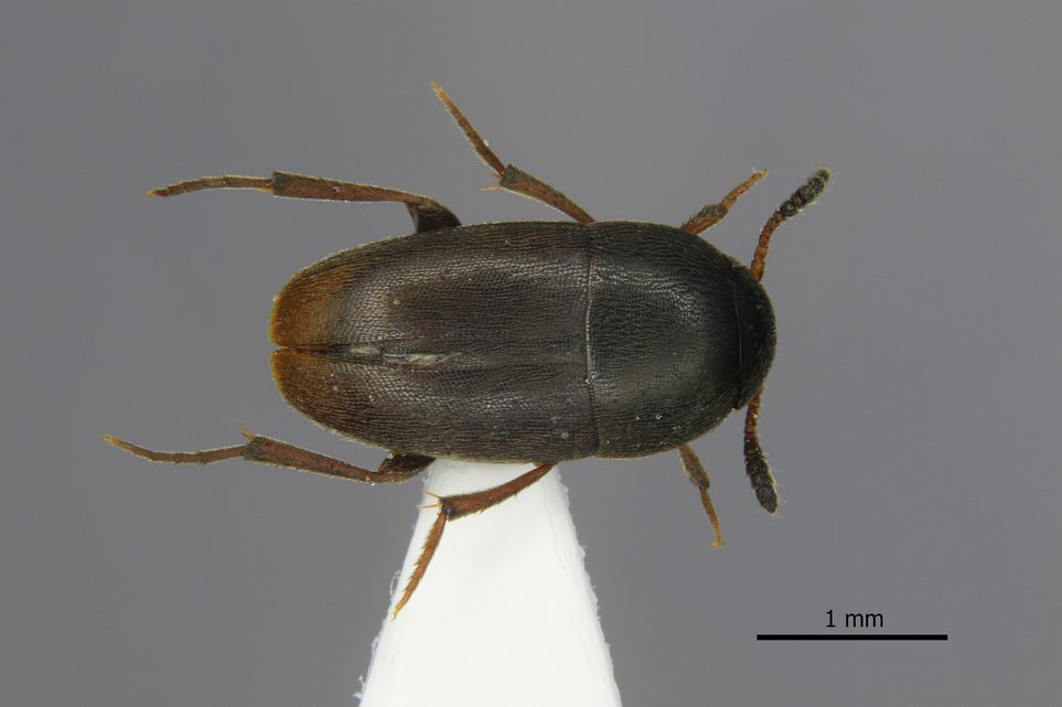 A beetle specimen preserved on a card point.